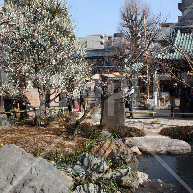 東京都 湯島天神 冬 白梅の木と池