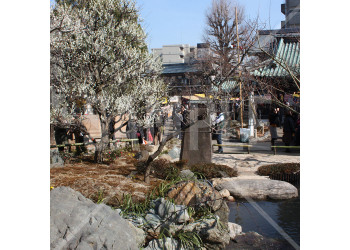 東京都 湯島天神 冬 白梅の木と池