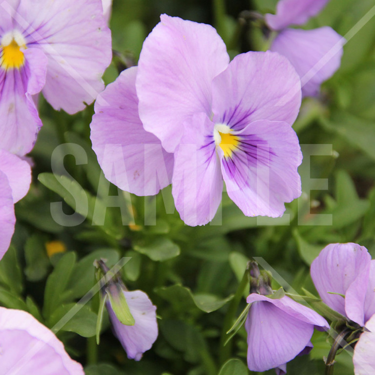 春 薄紫色のパンジーの花