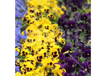 春 花壇にきれいに並んだブルー・黄色・紫のパンジーの花