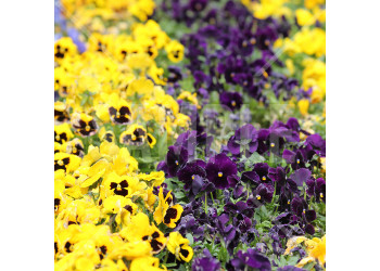 春 花壇にきれいに並んだ黄色・紫のパンジーの花