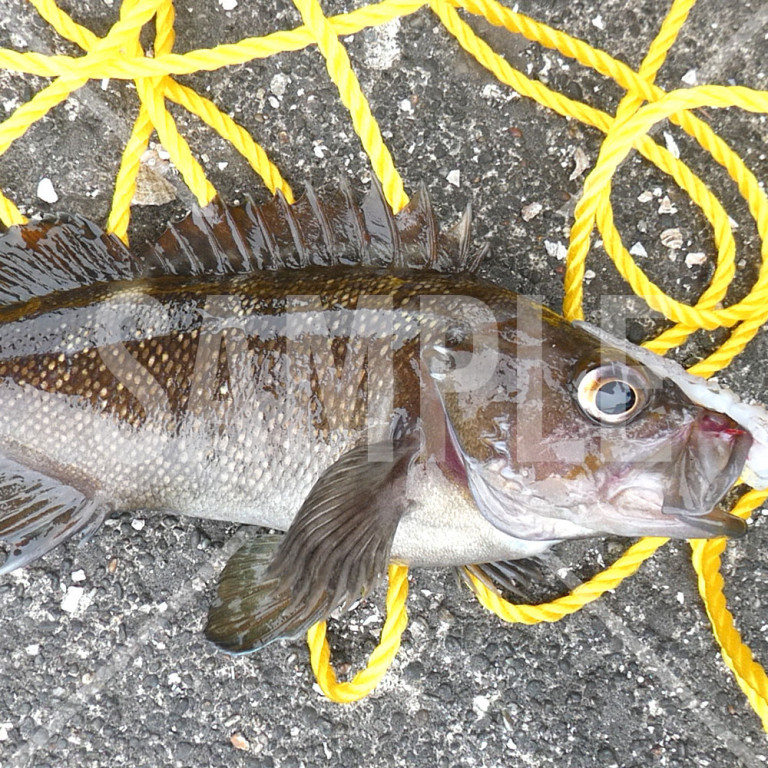 釣果 エゾメバル 堤防で釣れた魚 室蘭