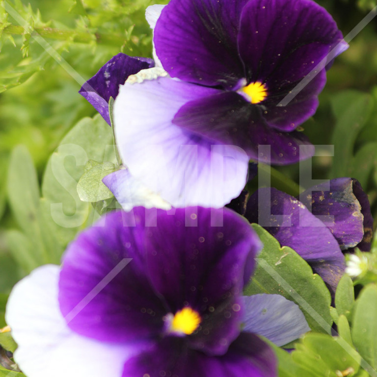 春 薄紫・パープルバイカラーのパンジーの花