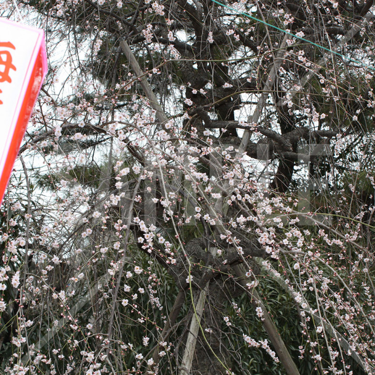 埼玉県 大宮第二公園 梅まつりの梅と提灯