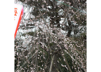 埼玉県 大宮第二公園 梅まつりの梅と提灯