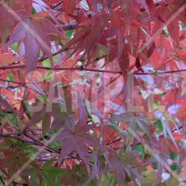 東京都 高尾山 色づき始めているもみじの葉