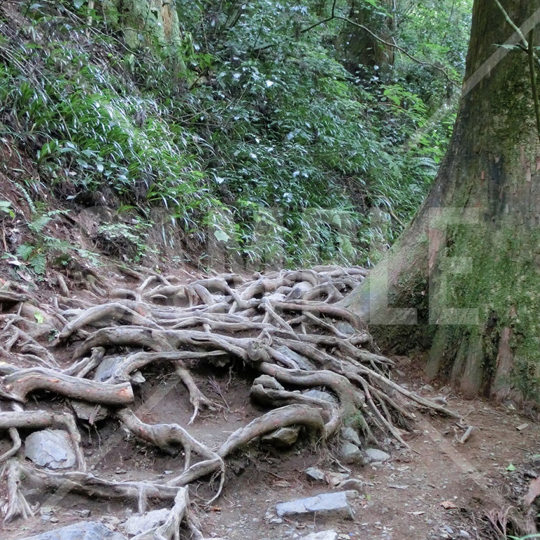 東京都 高尾山 山中にある大木と力強い根