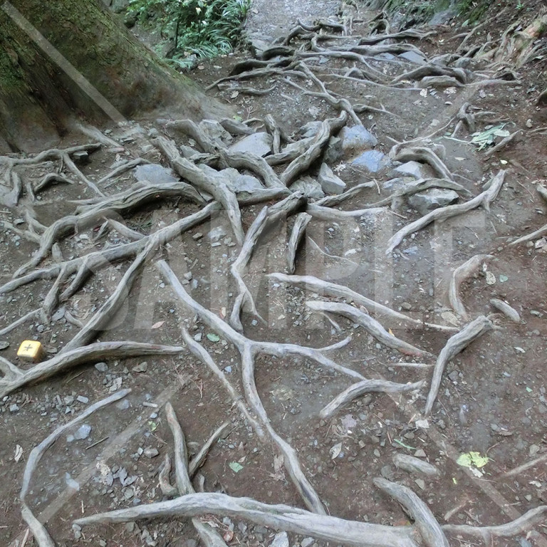 東京都 高尾山 地面を埋め尽くしている木の根