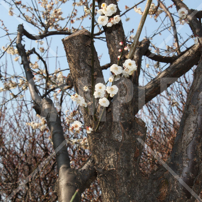 東京都 赤塚溜池公園 冬 梅の花