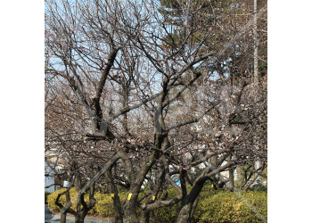 東京都 赤塚溜池公園 冬 梅の木