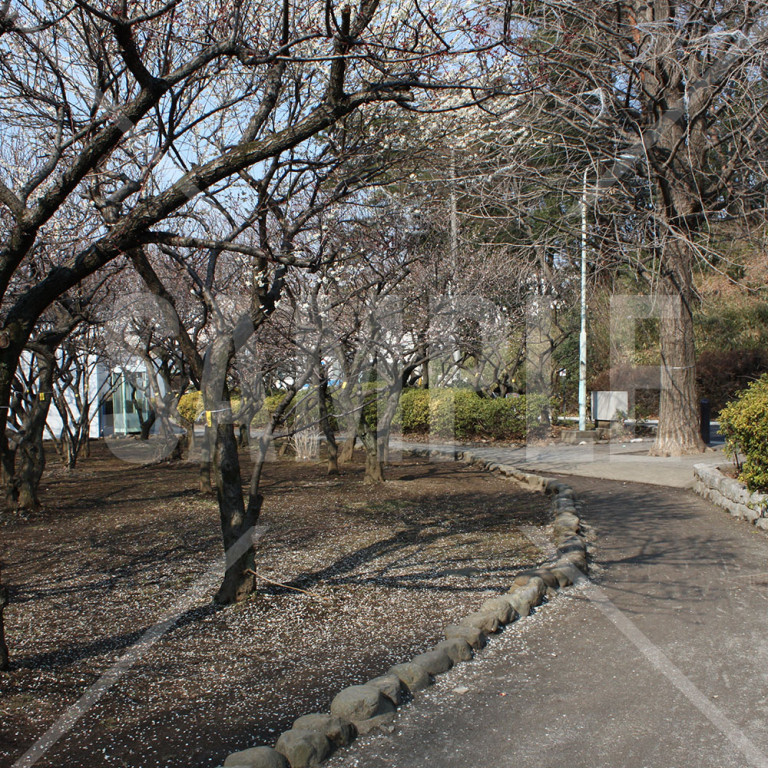 東京都 赤塚溜池公園 冬 梅の木と散策路