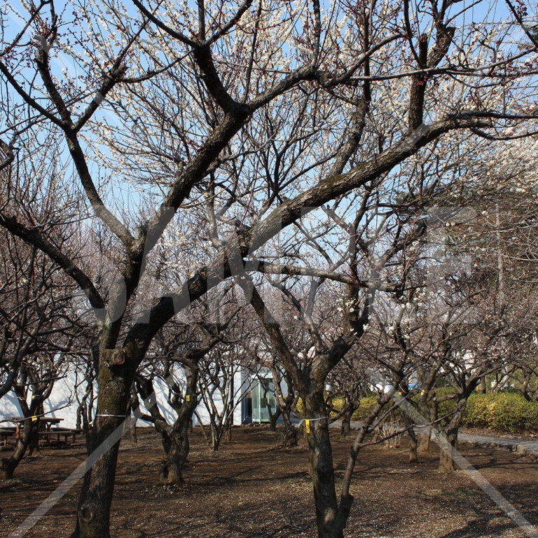 東京都 赤塚溜池公園 冬 梅の花