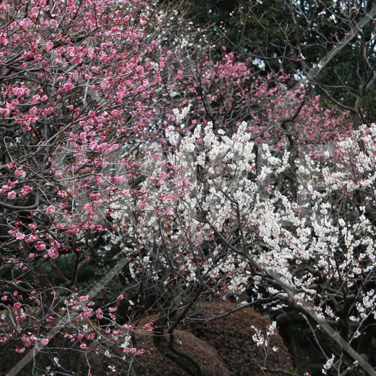 東京都 新宿御苑 満開に花が咲く紅白の梅の木