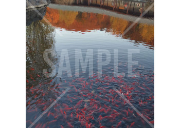 中国 大連（Dalian） 横山寺の池にいる金魚