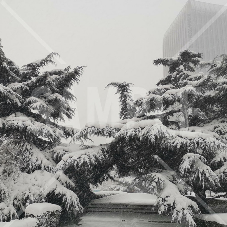 吹雪 背の高い木に積もった白い雪と雪空