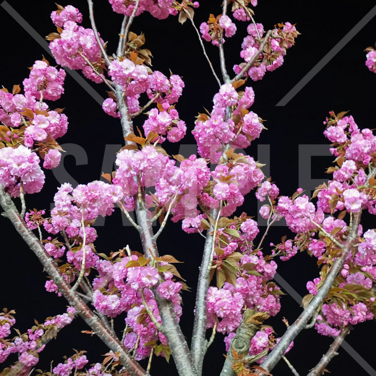 中国 大連（Dalian）満開の桜 ピンク色の桜