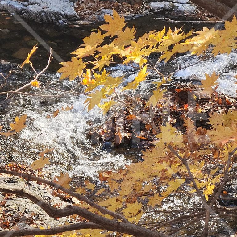中国 本渓（Benxi）関門山 関門山国家森林公園の川と黄色く紅葉した葉