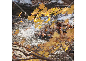 中国 本渓（Benxi）関門山 関門山国家森林公園の川と黄色く紅葉した葉