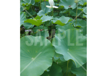 中国 大連（Dalian） 横山寺の池に咲く蓮の花と蓮の葉
