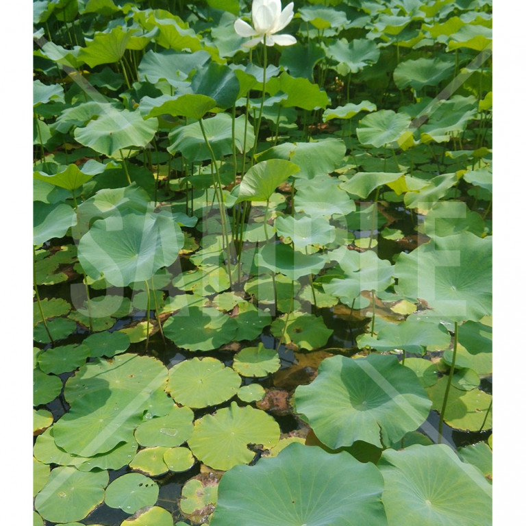 中国 大連（Dalian） 横山寺の池に咲く蓮の花と蓮の葉