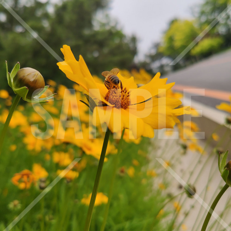 中国 大連（Dalian） 濱海路（Bin Hai Lu）黄色い雛菊と蜜蜂