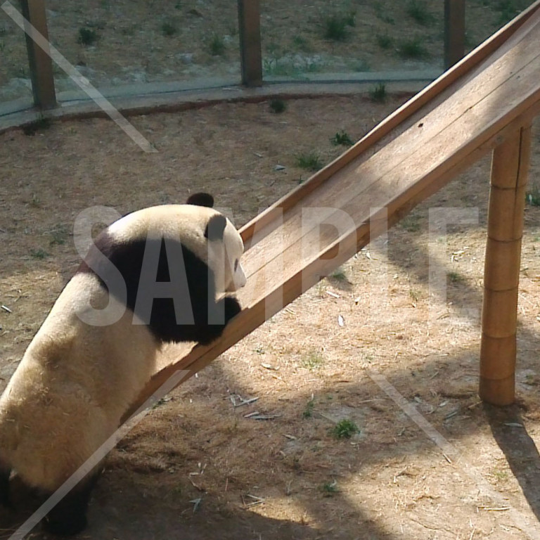 中国 大連（Dalian）大連森林動物園のパンダ かわいいパンダ 遊具を登ろうとするパンダ