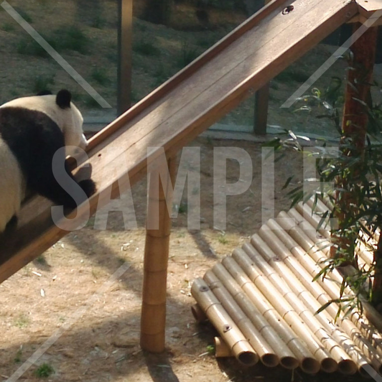 中国 大連（Dalian）大連森林動物園のパンダ かわいいパンダ 遊具で遊ぶパンダ