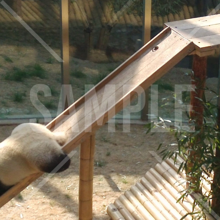 中国 大連（Dalian）大連森林動物園のパンダ かわいいパンダ 遊具の上で横になるパンダ