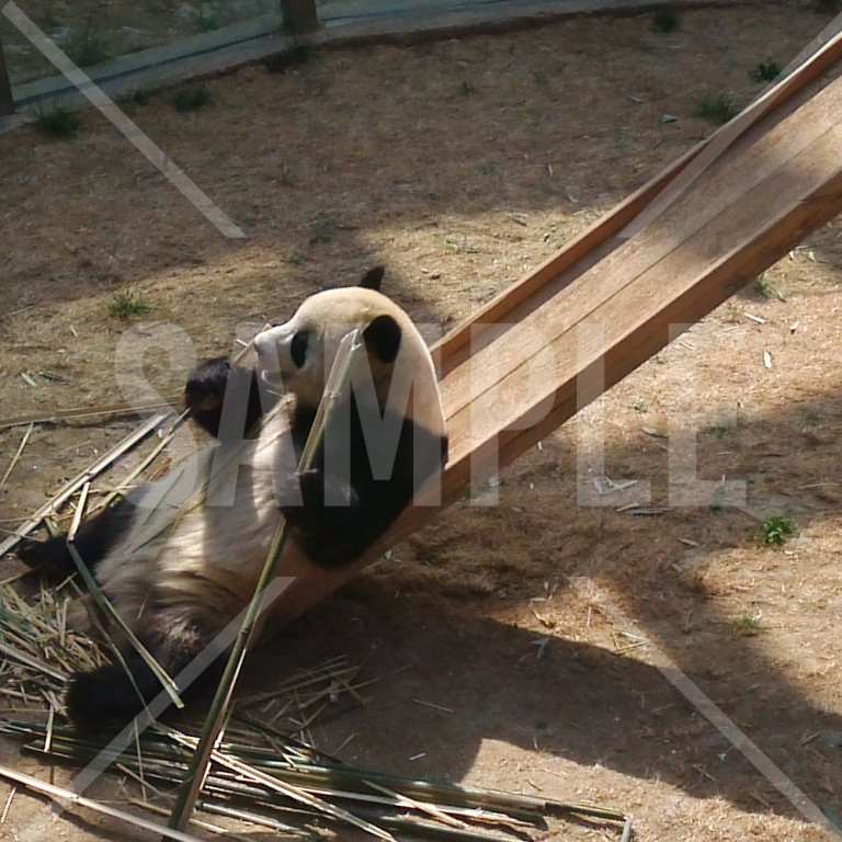 中国 大連（Dalian）大連森林動物園のパンダ かわいいパンダ 竹を食べているパンダ