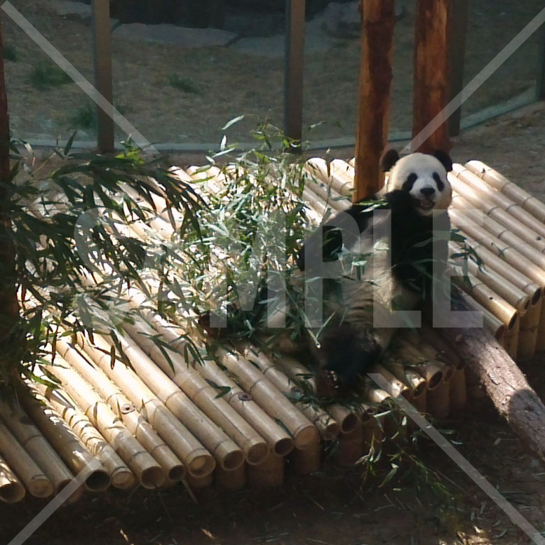 中国 大連（Dalian）大連森林動物園のパンダ かわいいパンダ 笹を食べているパンダ
