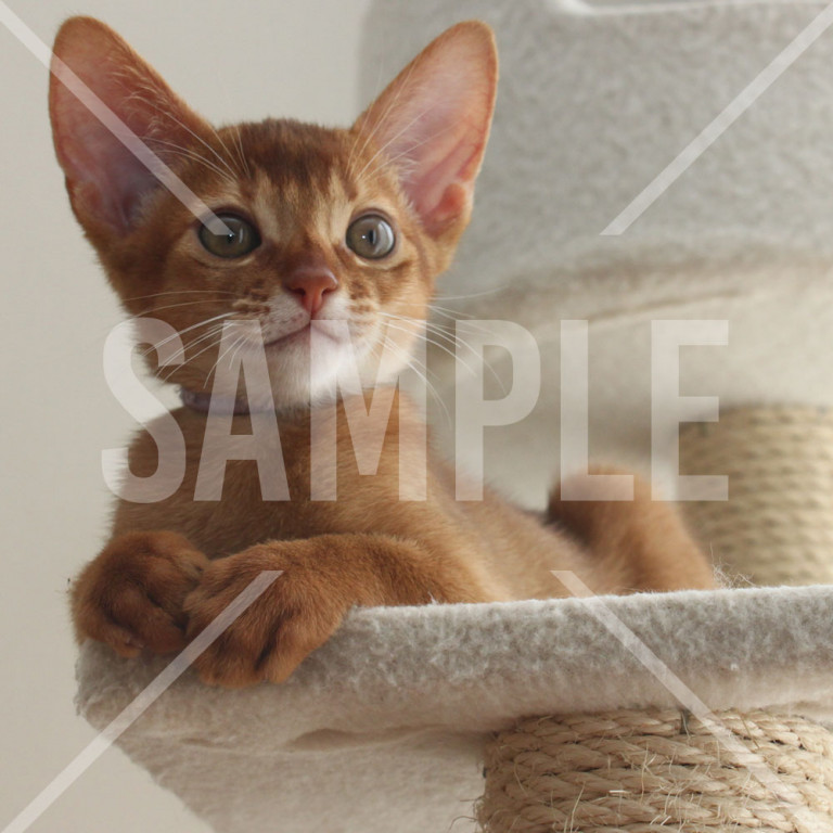 かわいい子猫 キャットタワーの上に座っているアビシニアンの子猫