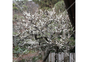 神奈川県 三渓園 梅の花と池