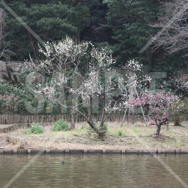 神奈川県 三渓園 梅の花と松