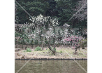 神奈川県 三渓園 梅の花と松