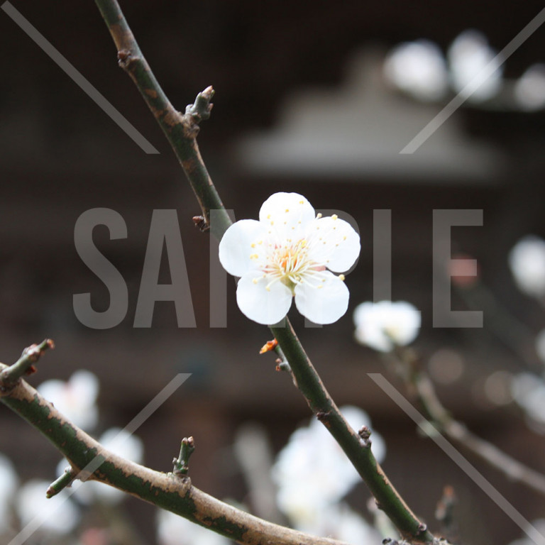 神奈川県 三渓園 1輪の白梅の花アップ