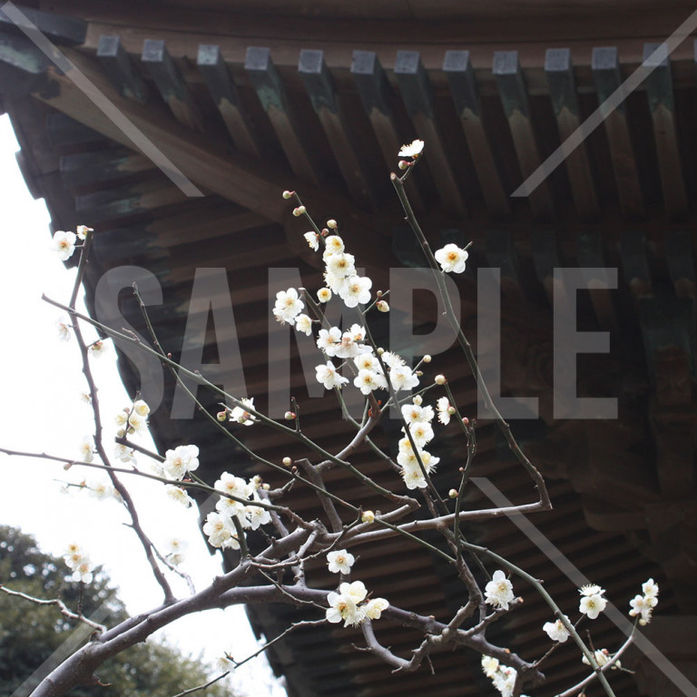 神奈川県 三渓園 白梅の花