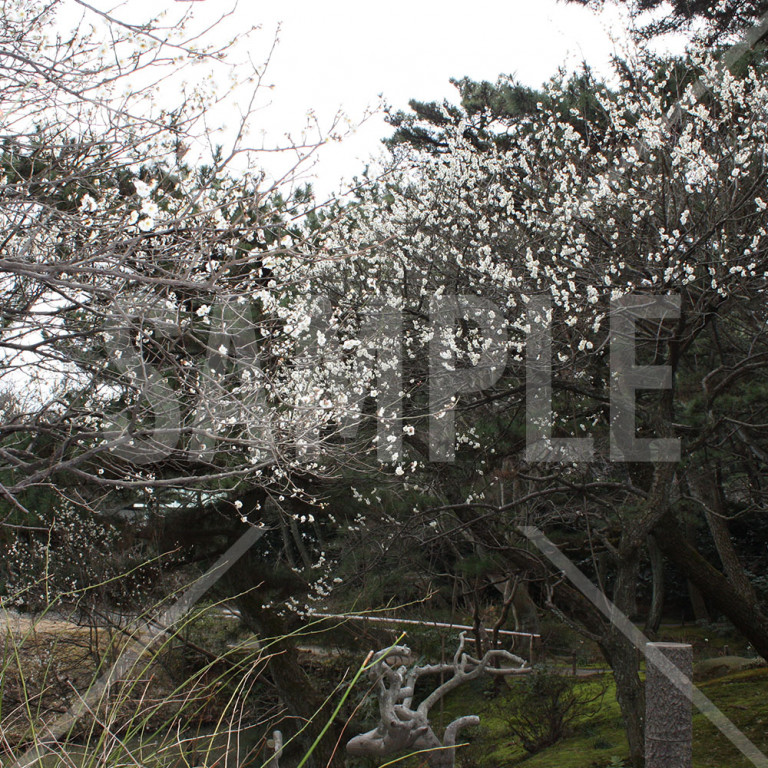 神奈川県 三渓園 白梅の花