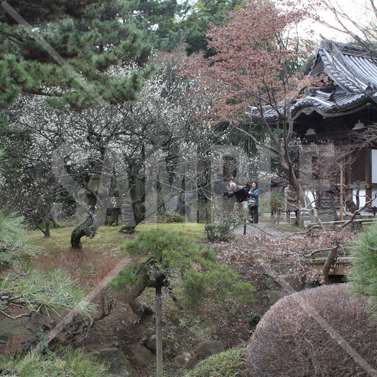 神奈川県 三渓園 梅の木がある庭園