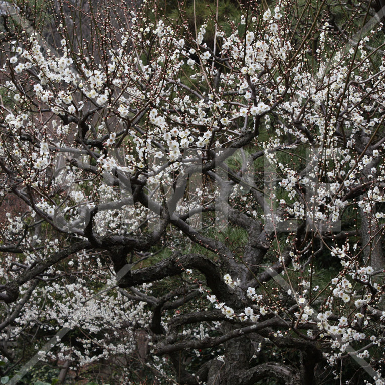 神奈川県 三渓園 白梅の木