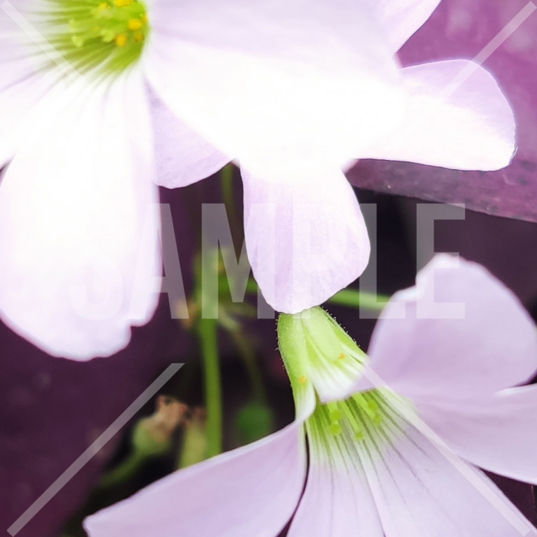 紫の葉と白い花