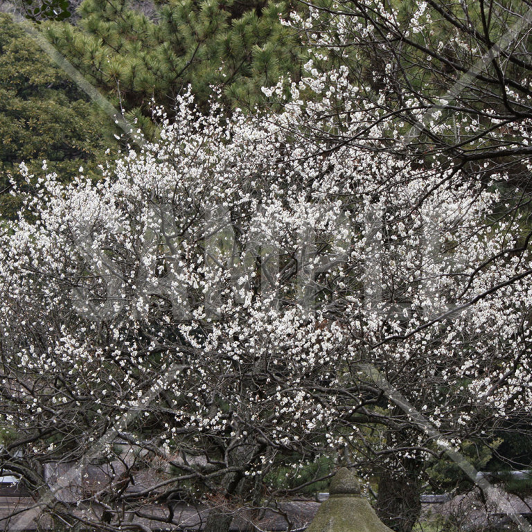 神奈川県 三渓園 白梅の木