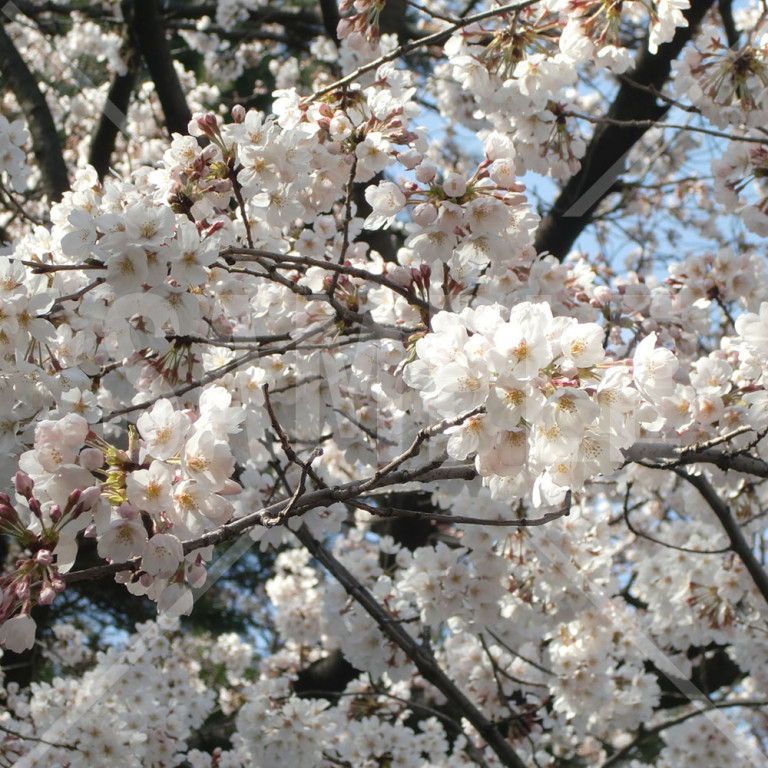 東京都 上野公園 春 満開の桜 桜の花のアップ