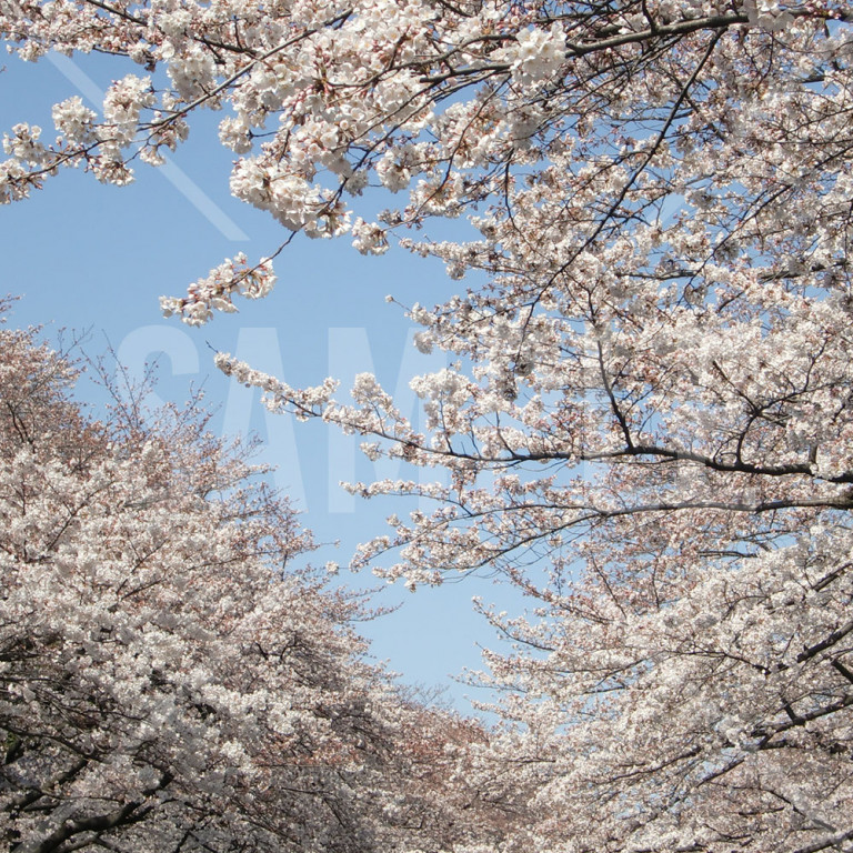 東京都 上野公園 春 満開の桜