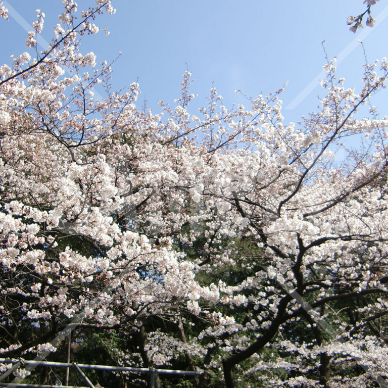 東京都 上野公園 春 満開の桜と青空