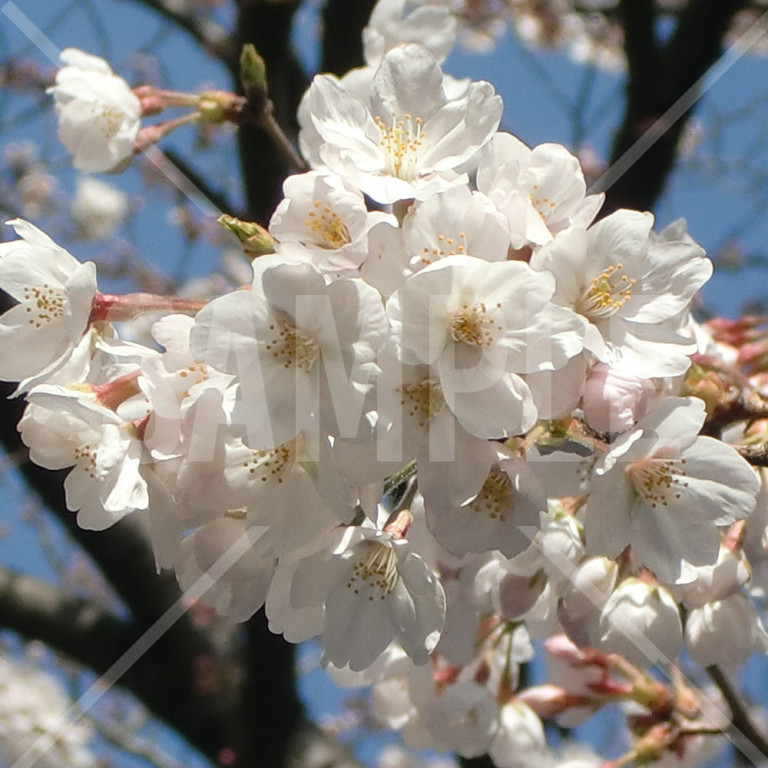 東京都 上野公園 春 満開の桜 桜の枝のアップ