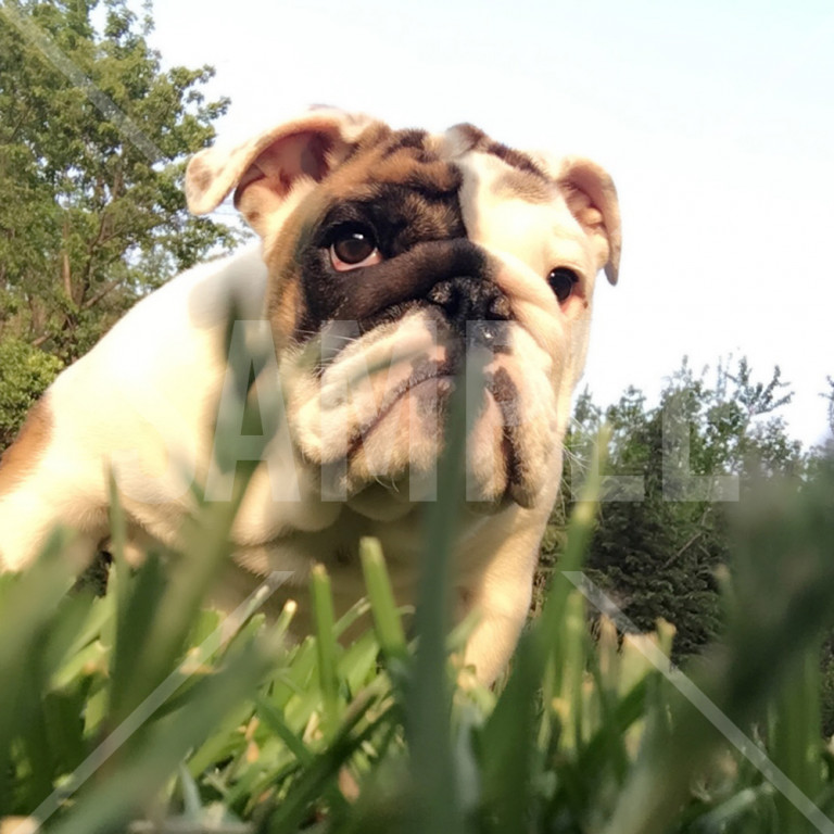 草の上からこちらを見ているブルドッグ Bulldog