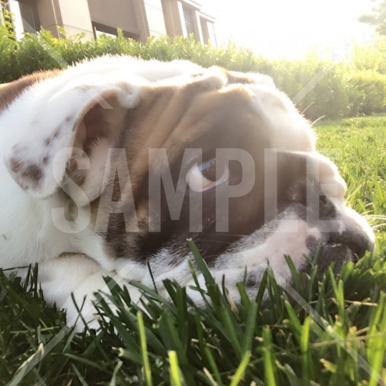 草の上で休んでいるブルドッグ Bulldog