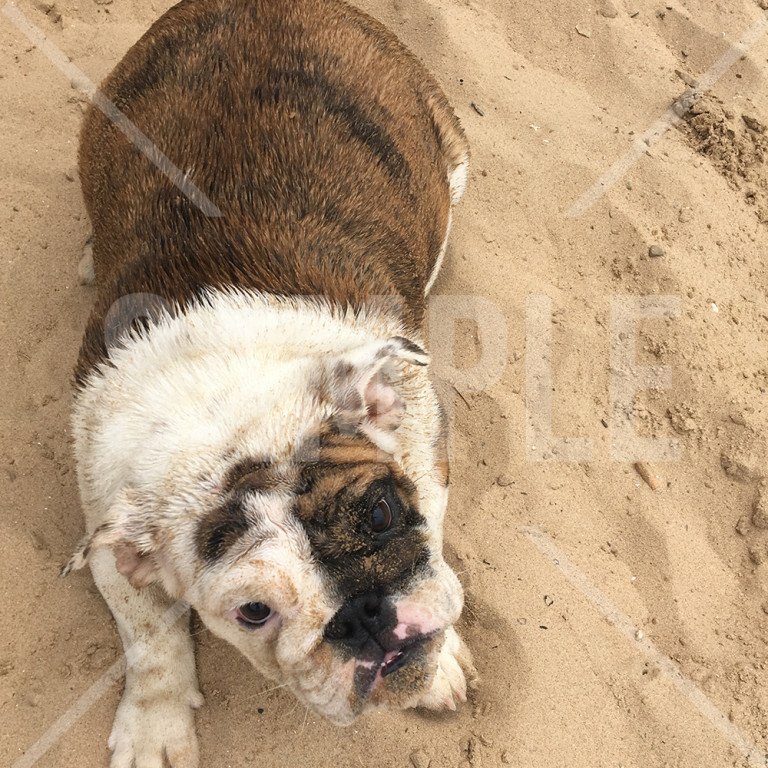 遊びながら泥まみれになっているブルドッグ Bulldog