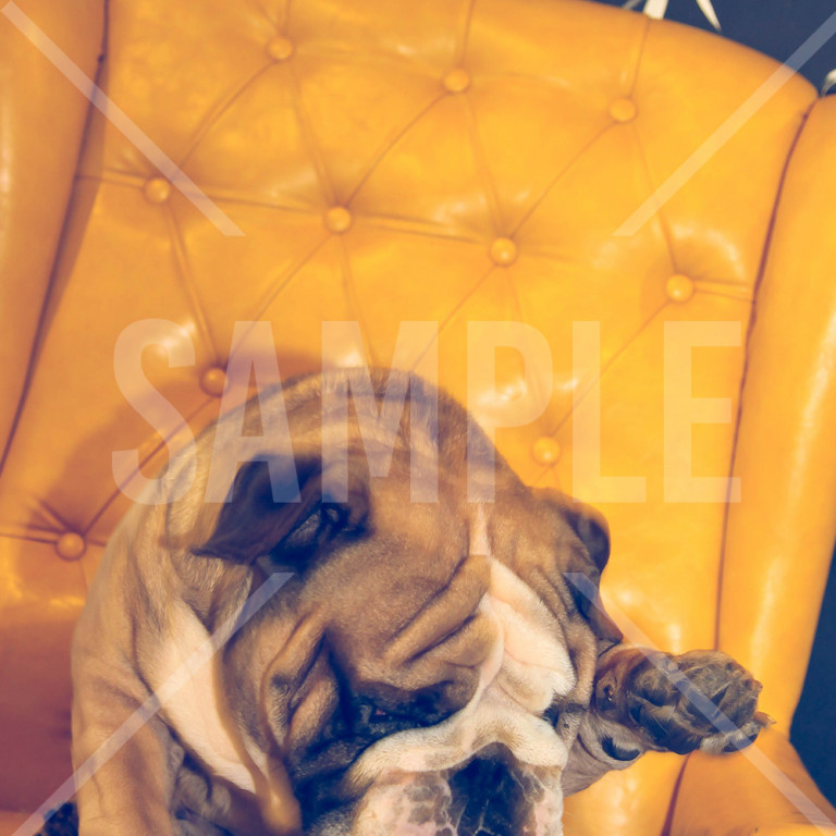 黄色いソファーに座ってるブルドッグ Bulldog