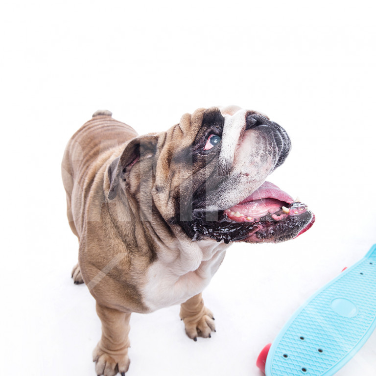 口が超大きいブルドック スケートボーディング Bulldog